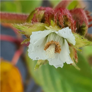 Rubus Formosensis